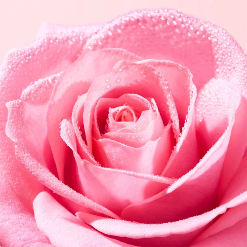 Démaquillez et apaisez votre peau avec Nuxe Very Rose 4