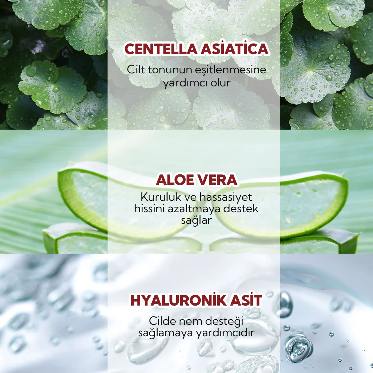 كريم مرطب سيكافيرا بروبيوتيك العضوي 50 مل من أولز بيوكوزمتيكس Alls Biocosmetics 4