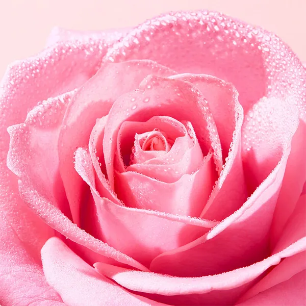 Découvrez une peau douce et fraîche avec Nuxe Very Rose Gel 3